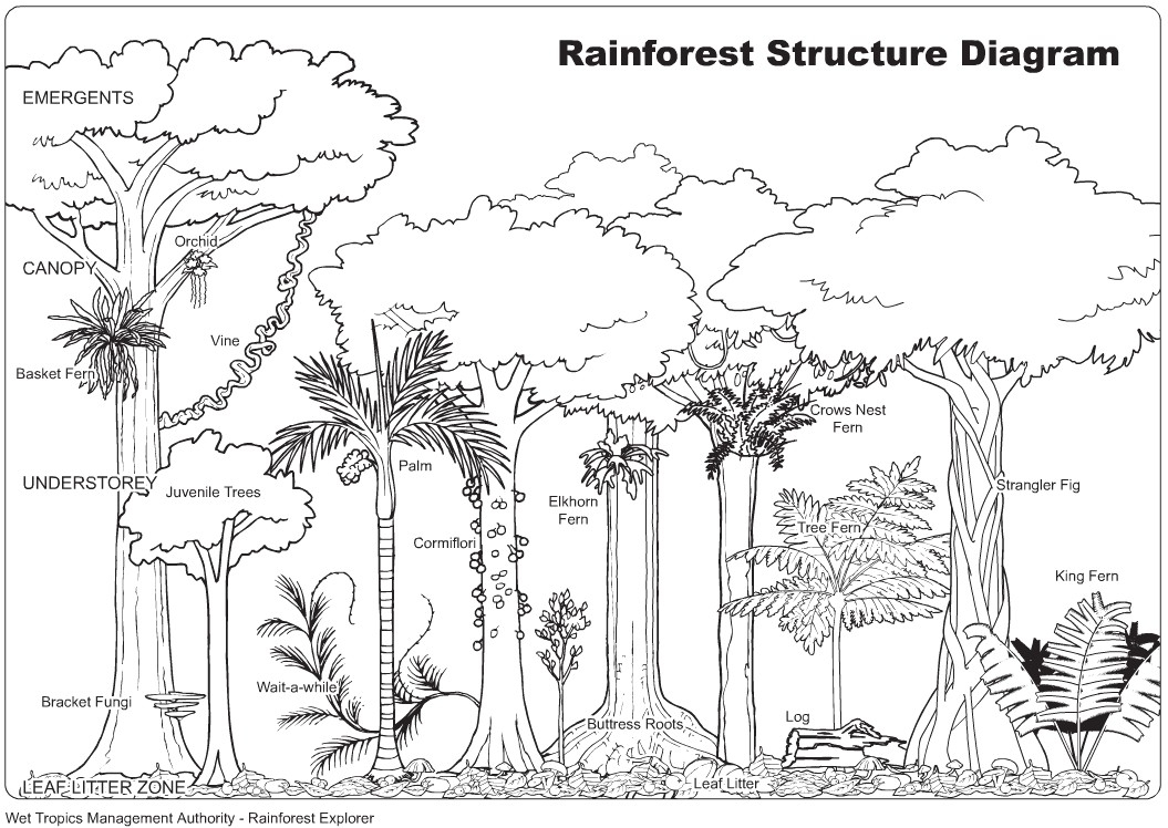 Animals In The Rainforest Coloring Pages Coloring Books And Pages Amazon Rainforest Free For Adults To