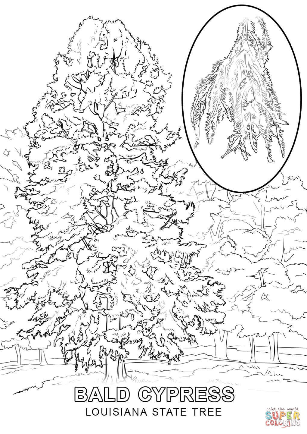 Alaska Flag Coloring Page Alaska State Tree Coloring Page Luxury New State Flag Illinois