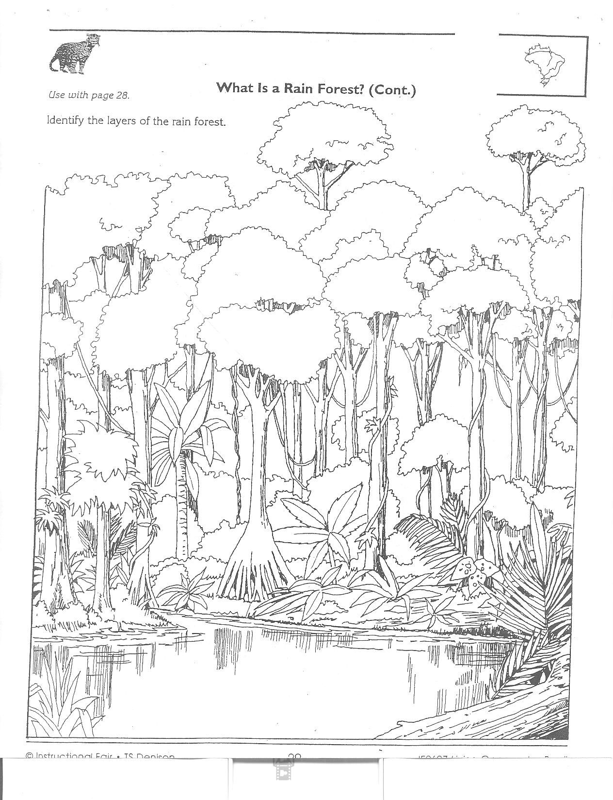 Animals In The Rainforest Coloring Pages Coloring Book Amazon Rainforest Coloring Pages For Kids Freentable