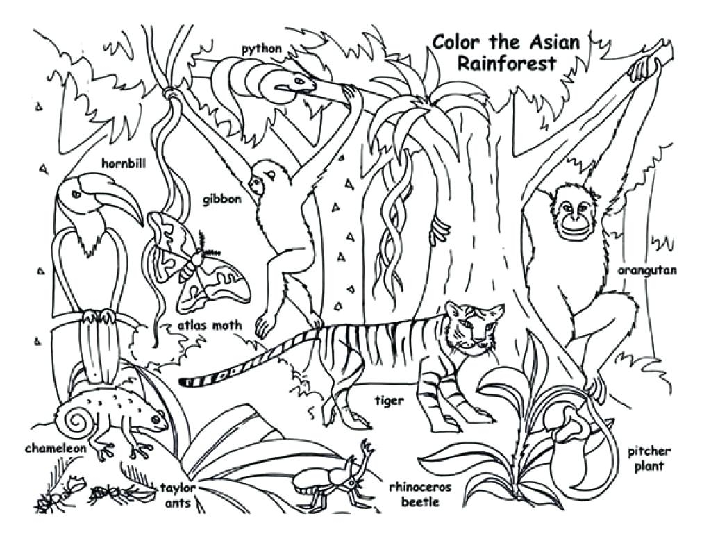 Animals In The Rainforest Coloring Pages Coloring Books Marvelous Rainforest Animals Coloring Pages