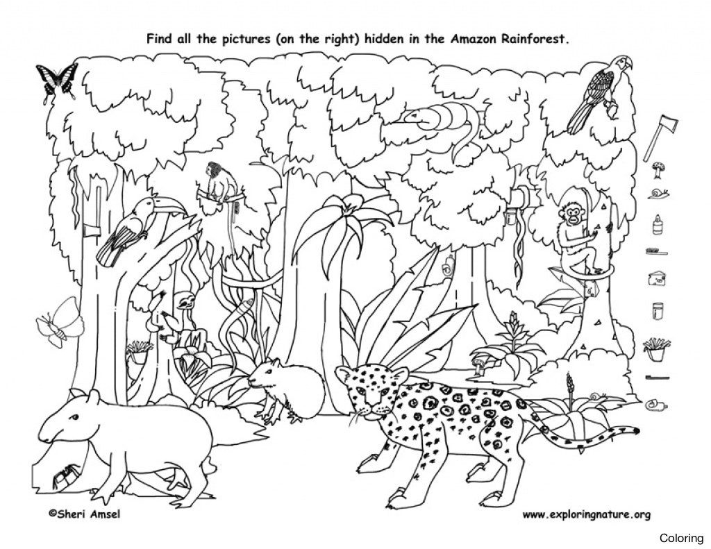 Animals In The Rainforest Coloring Pages Cooloring Book Rainforest Coloring Sheets For Kids Printable