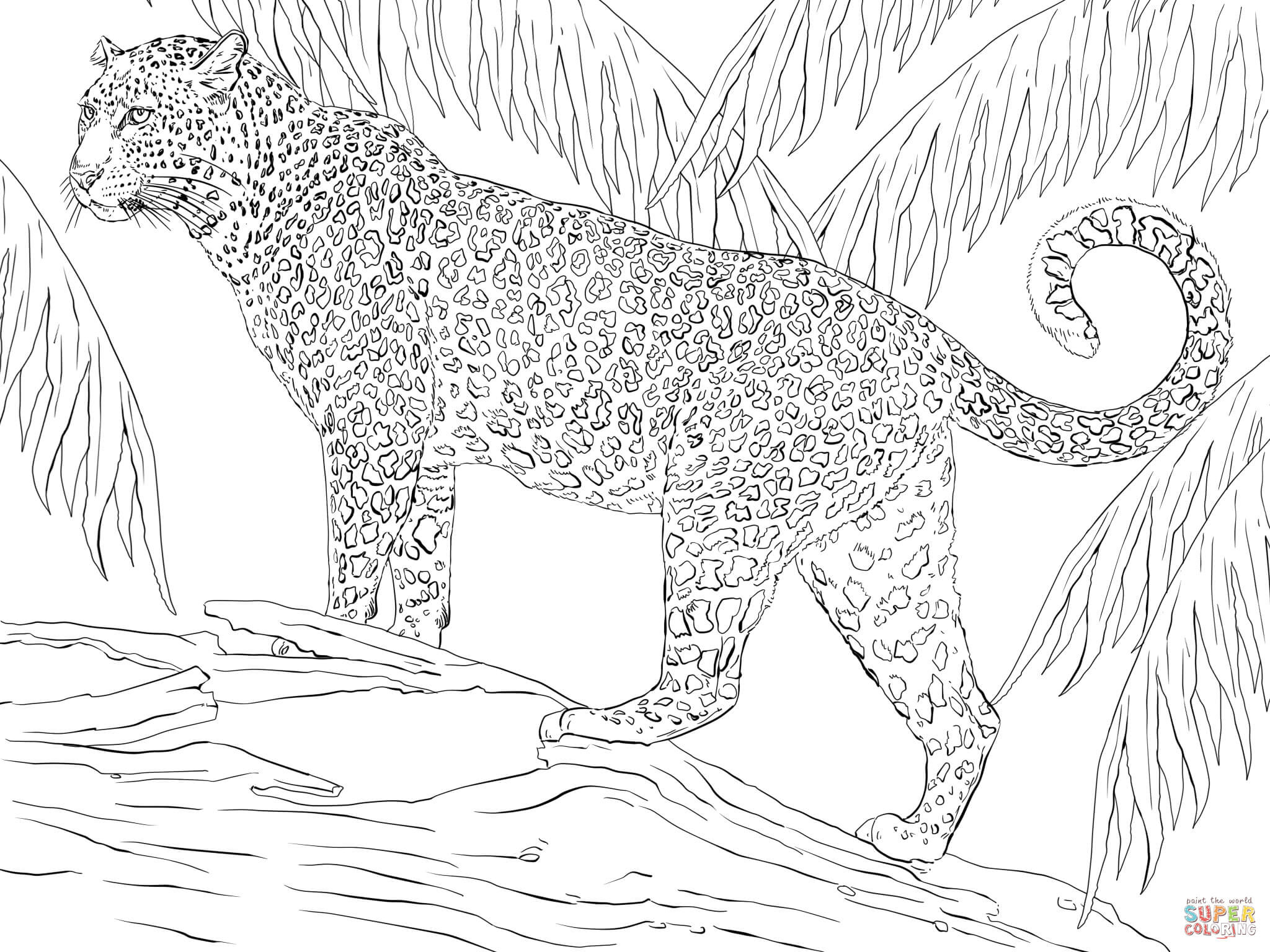 Animals In The Rainforest Coloring Pages Jaguar Coloring Page On Rainforest Animals Pages Coloring Pages