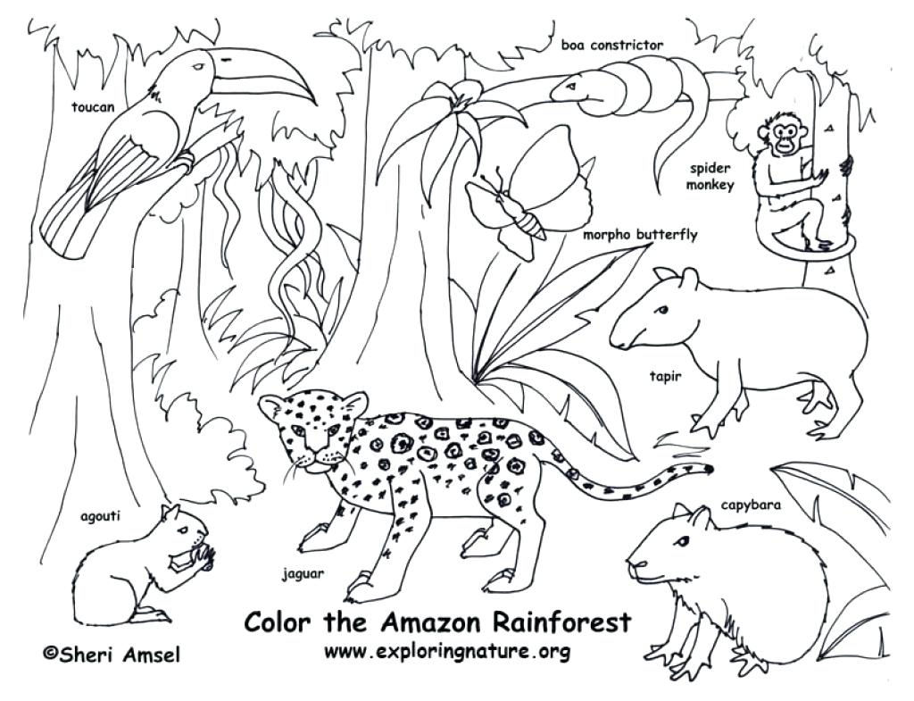Animals In The Rainforest Coloring Pages Rainforest Color Page Best Adult Coloring Pages Animals Images On