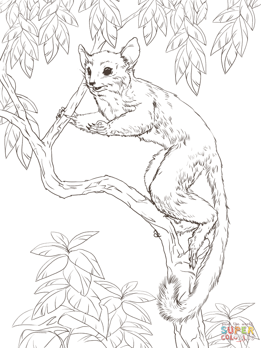 Animals In The Rainforest Coloring Pages Senegal Bush Ba Coloring Page Free Printable Coloring Pages