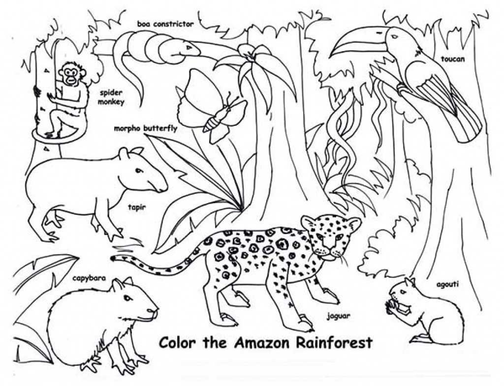 Animals In The Rainforest Coloring Pages Tropical Rainforest Animals Coloring Pages Free 2 T Rainforest