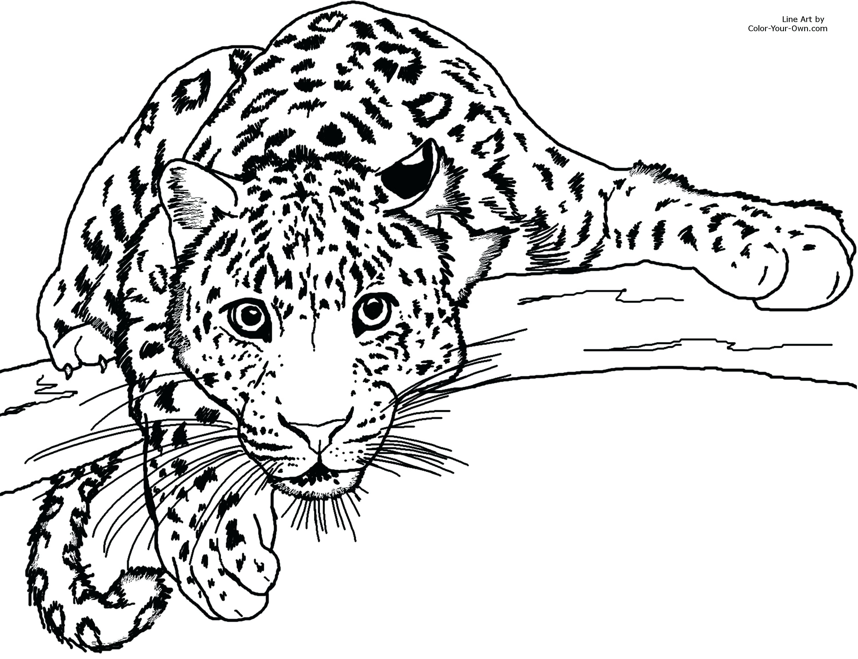 Baby Jaguar Coloring Pages Black Jaguar Coloring Pages Quorumsheetco