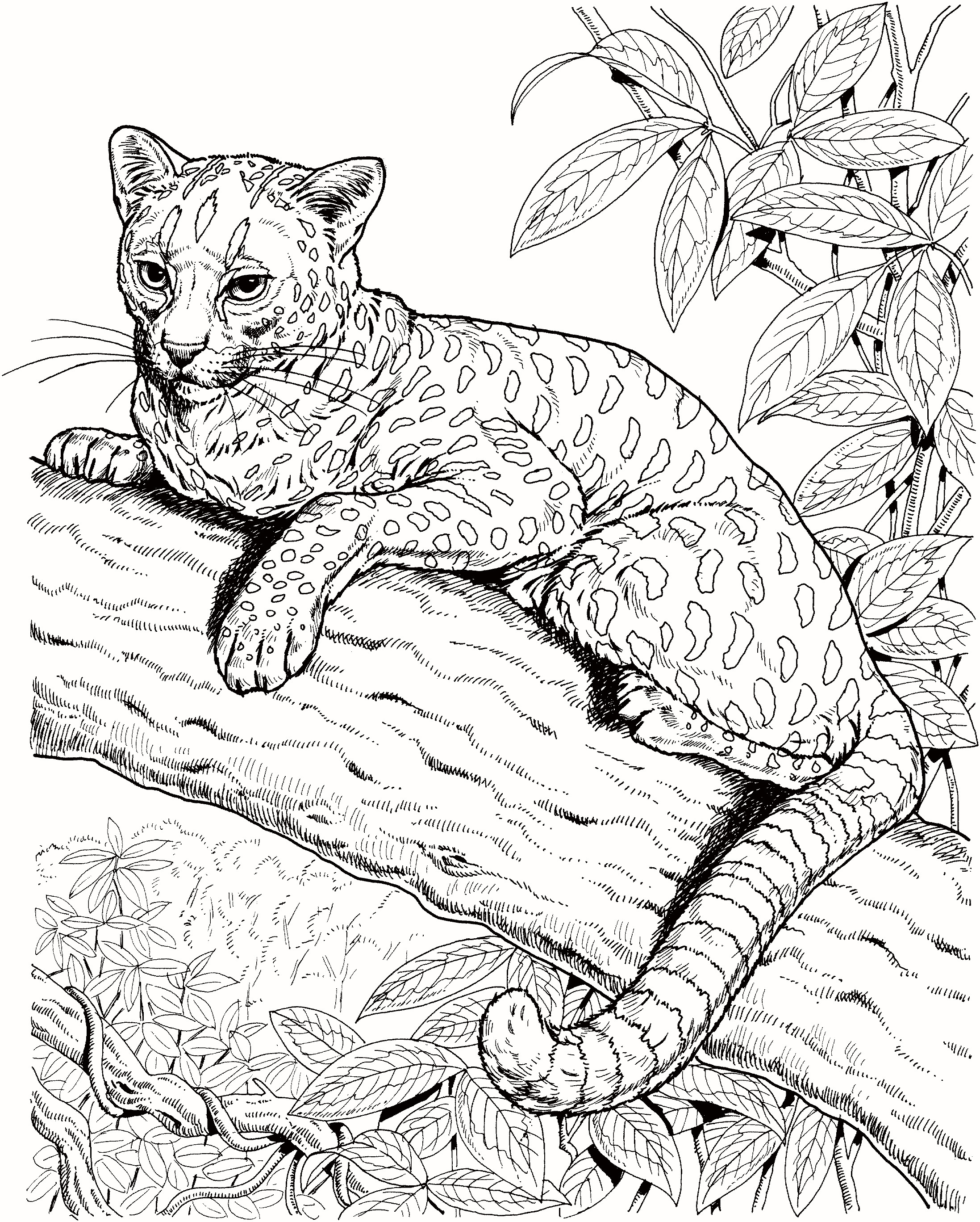 Baby Jaguar Coloring Pages Lovely Extinct Rainforest Animals Endangered Species And Outdoor