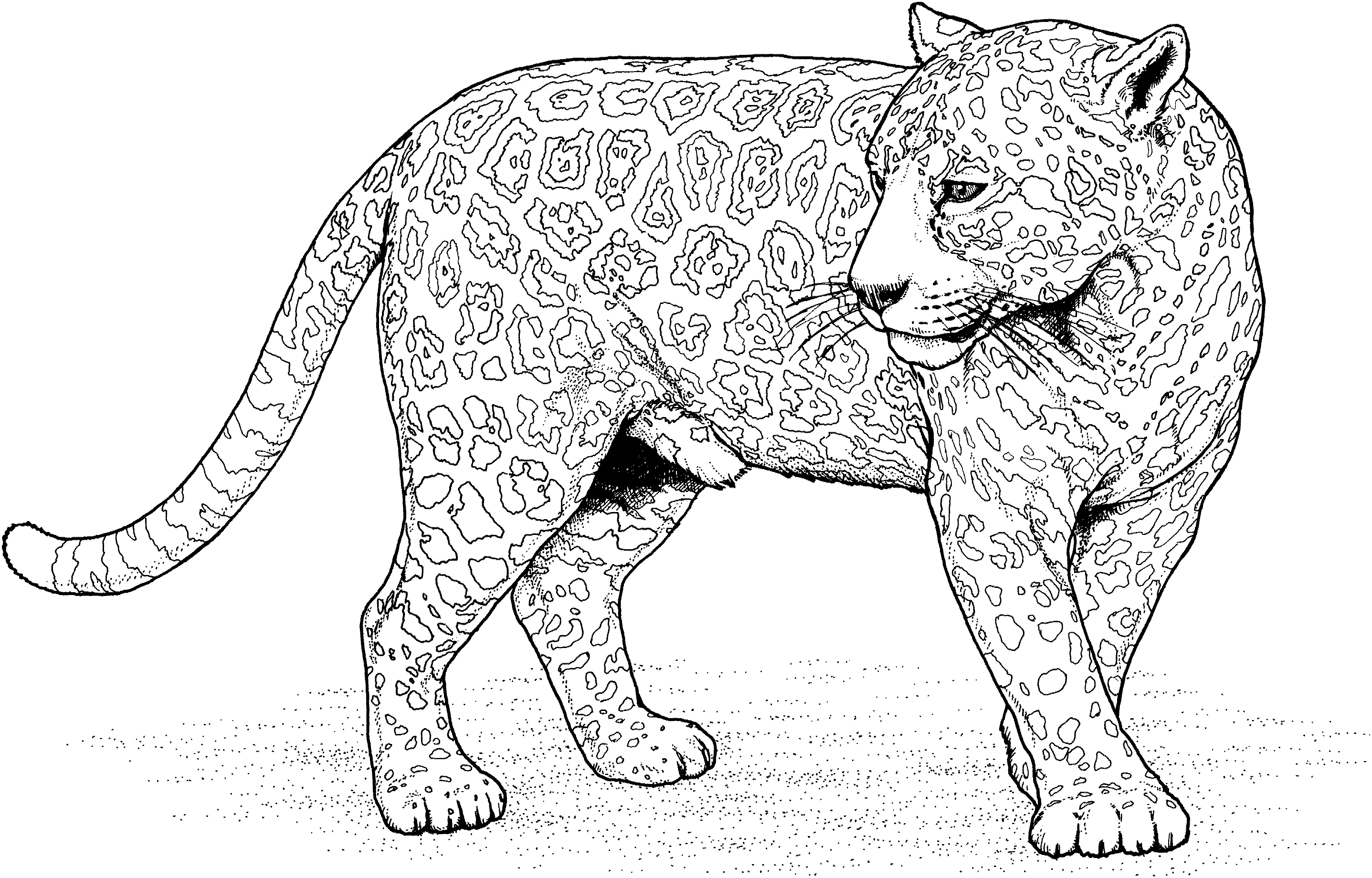Baby Jaguar Coloring Pages Printable Jaguar Coloring Pages To And Print For Free Free