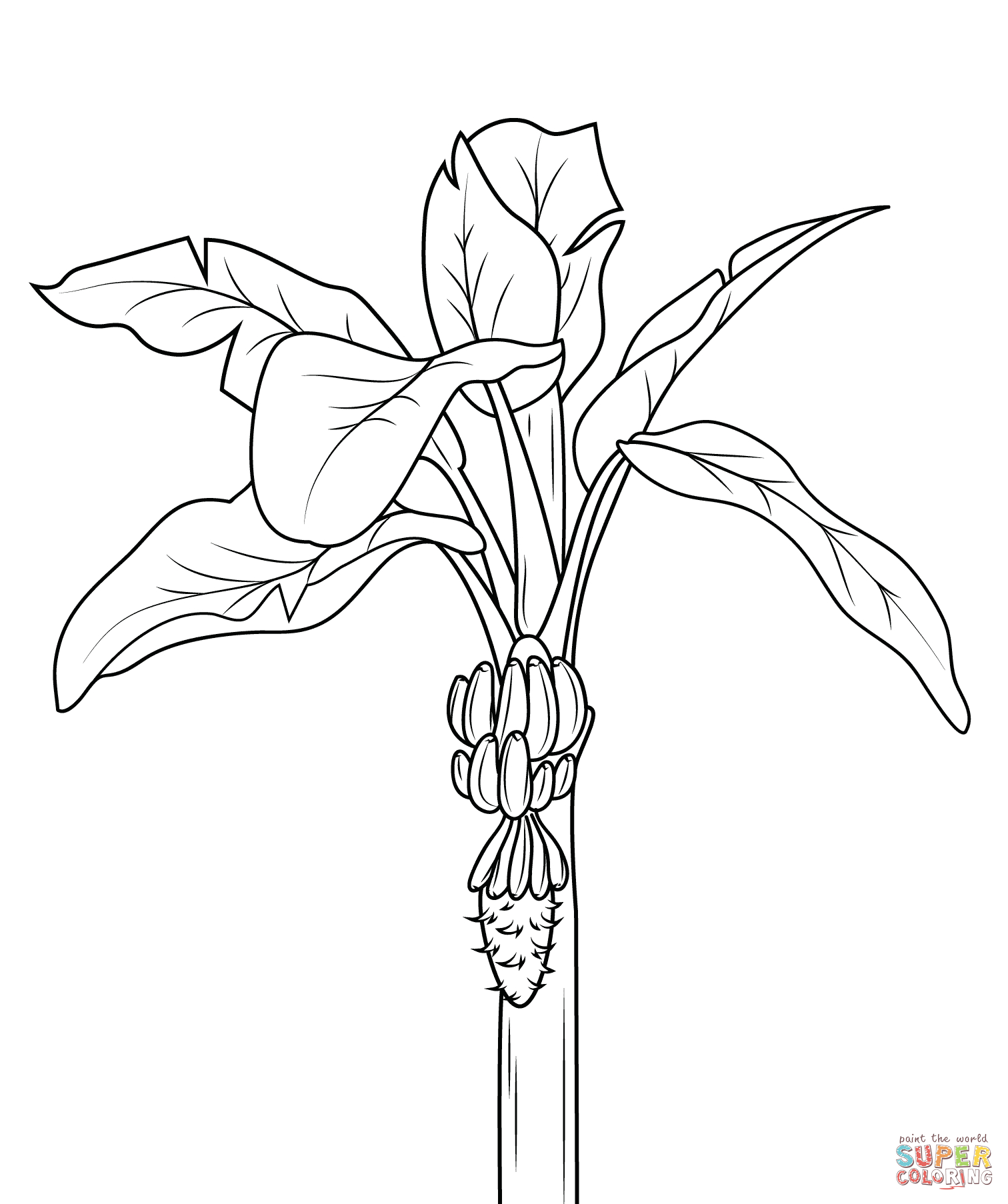 Banana Split Coloring Page Banana Tree Coloring Page Gorgeous Bananas Pages Free Intended For 5