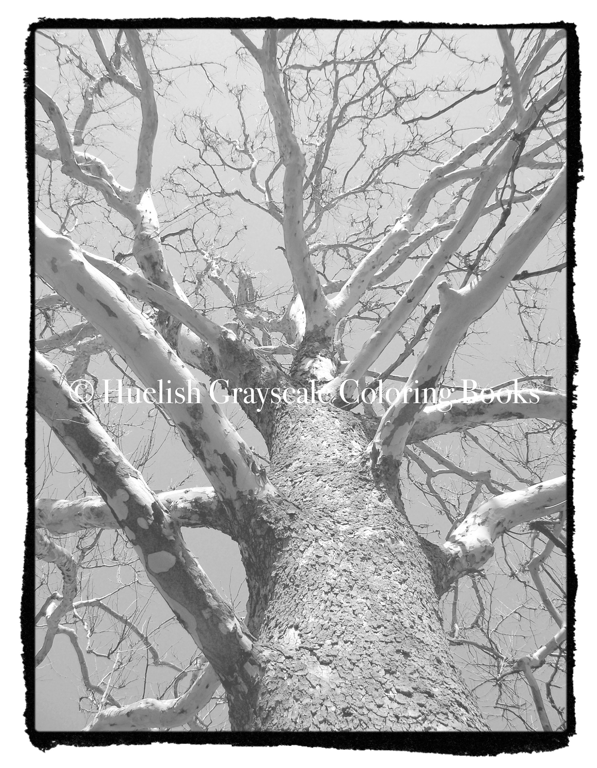 Beautiful Nature Coloring Pages Downloadable Grayscale Coloring Page Tree