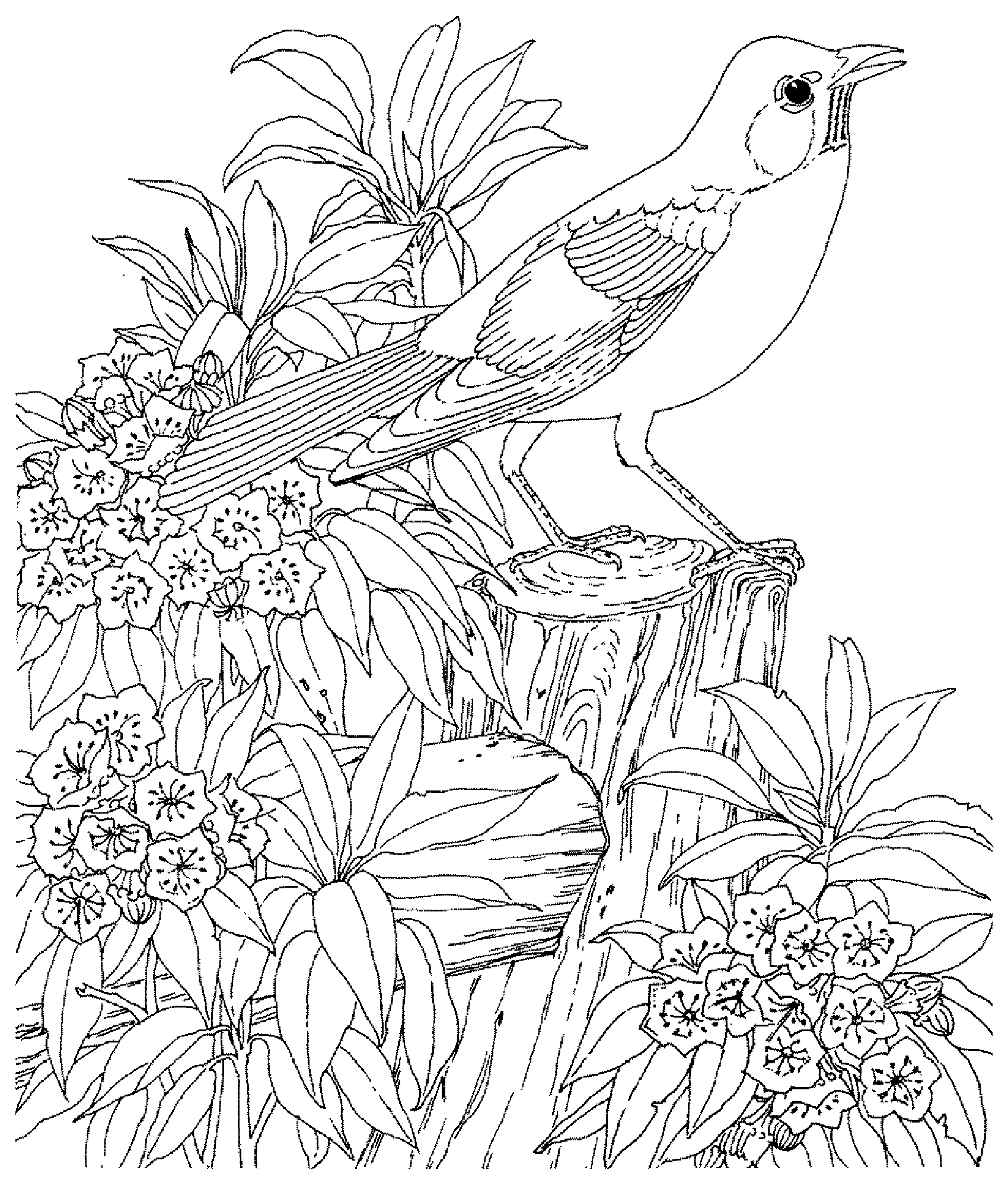 Beautiful Nature Coloring Pages For 1 Birds Adult Coloring Pages