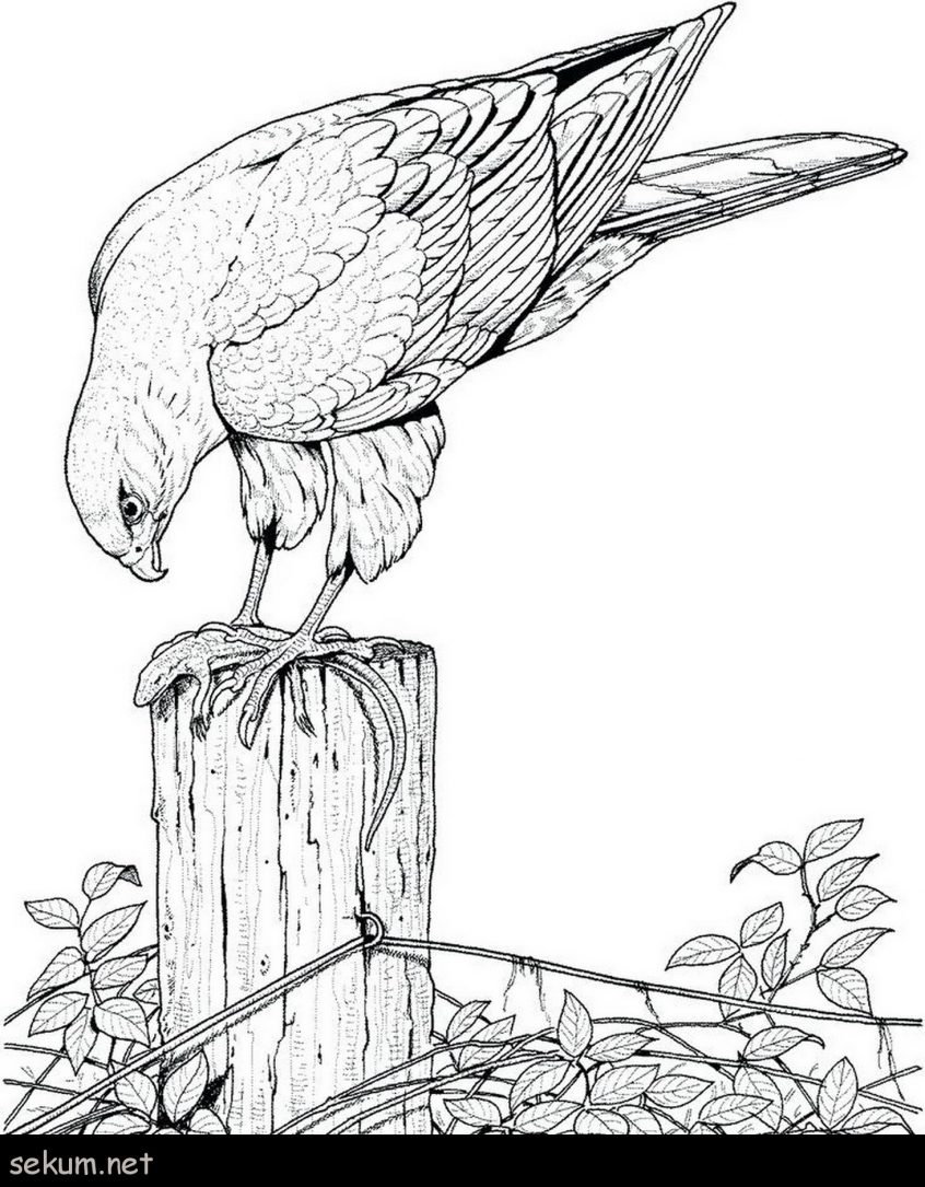 Bird Color Pages Coloring Animal Print Coloring Pages Realistic Printable Drawing Of