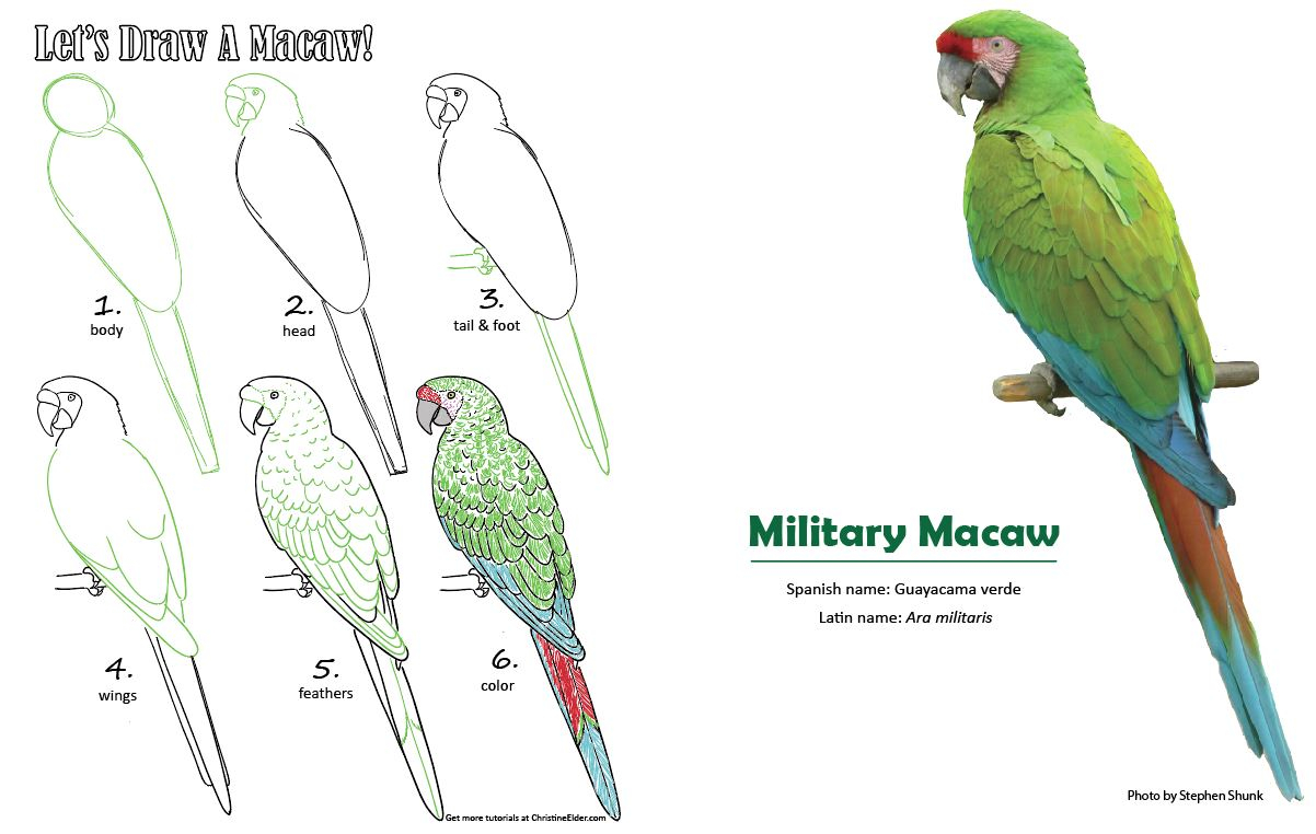 Bird Color Pages Coloring Bird Color Pages Cute Printable Coloring White Breasted