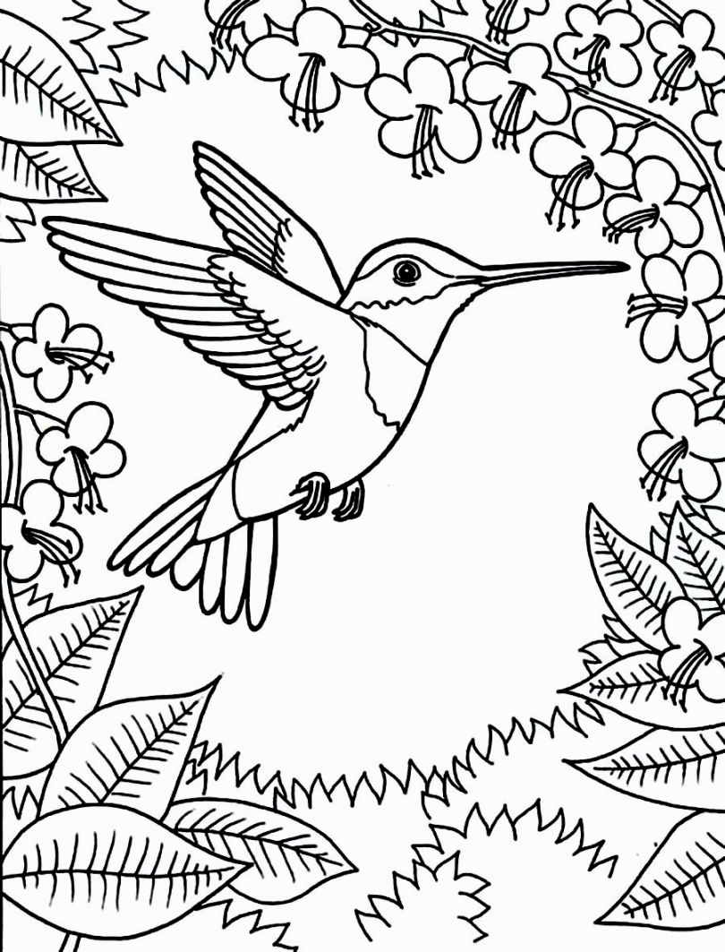 Bird Color Pages Humming Bird Coloring Pages Coloring Pages