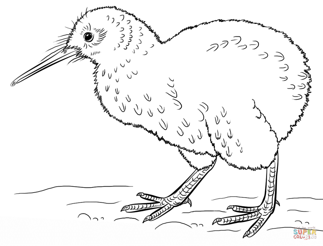 Bird Color Pages Kiwi Bird Coloring Page Free Printable Coloring Pages
