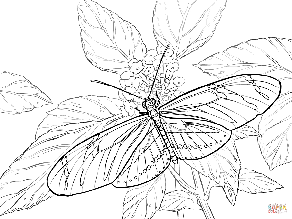 Butterfly Outline Coloring Page Butterfly Coloring Pages Free Coloring Pages
