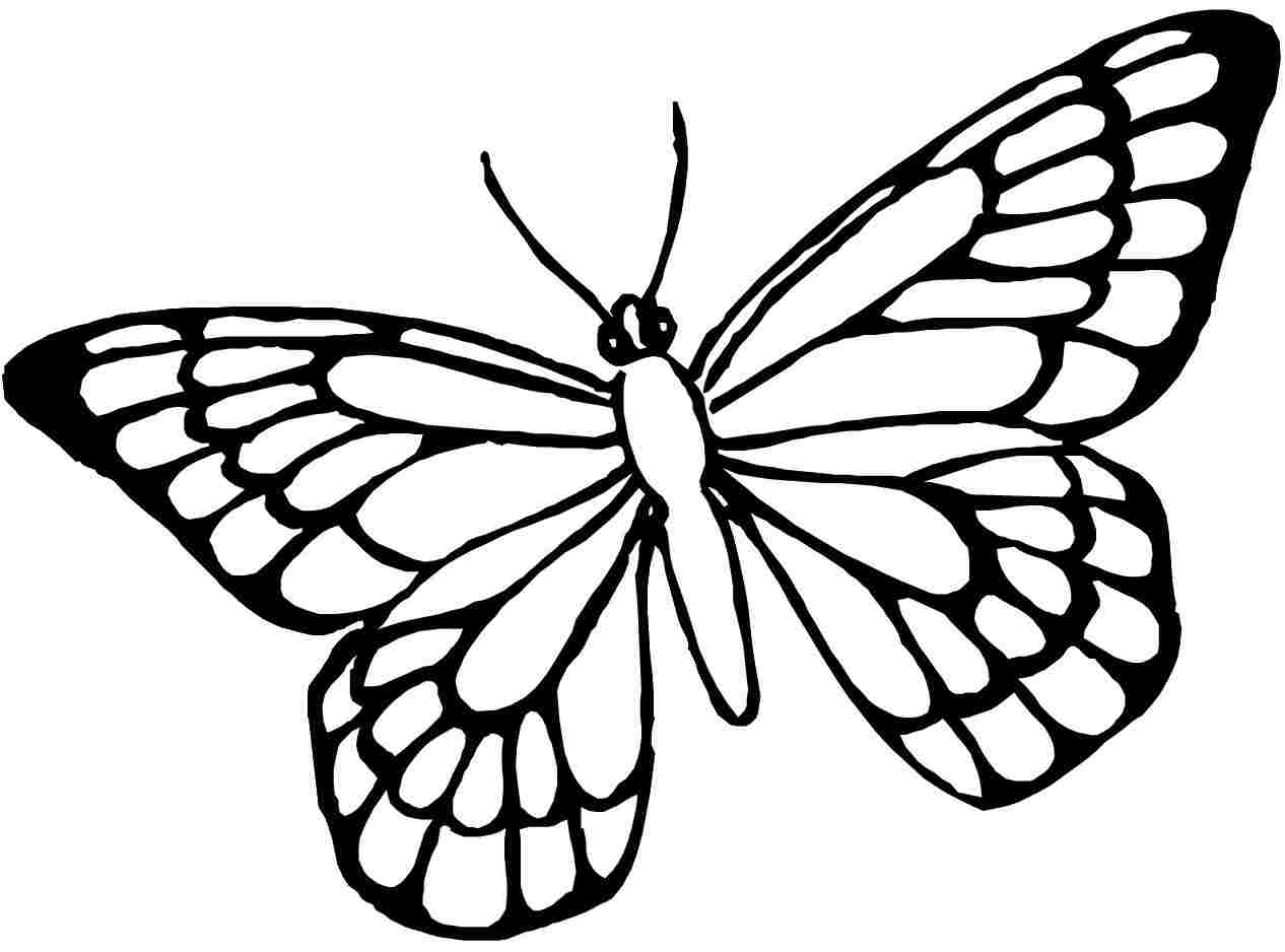 Butterfly Outline Coloring Page Butterfly Coloring Pages Free Download Best Butterfly Coloring