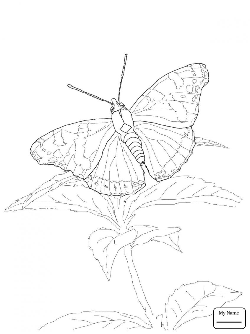 Butterfly Outline Coloring Page Coloring Blue Morpho Butterfly Coloring Page Pictures To Color At