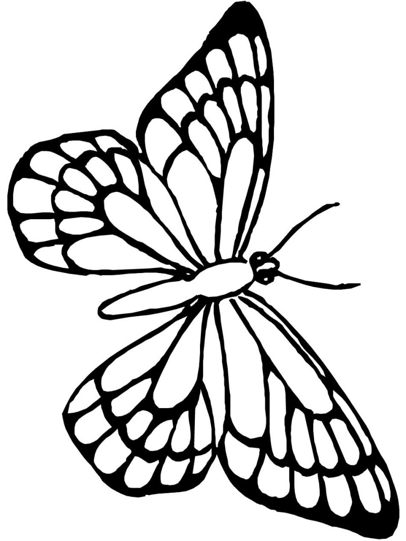 Butterfly Outline Coloring Page Coloring Page The Simple Butterfly Coloring Drawing Free Wallpaper