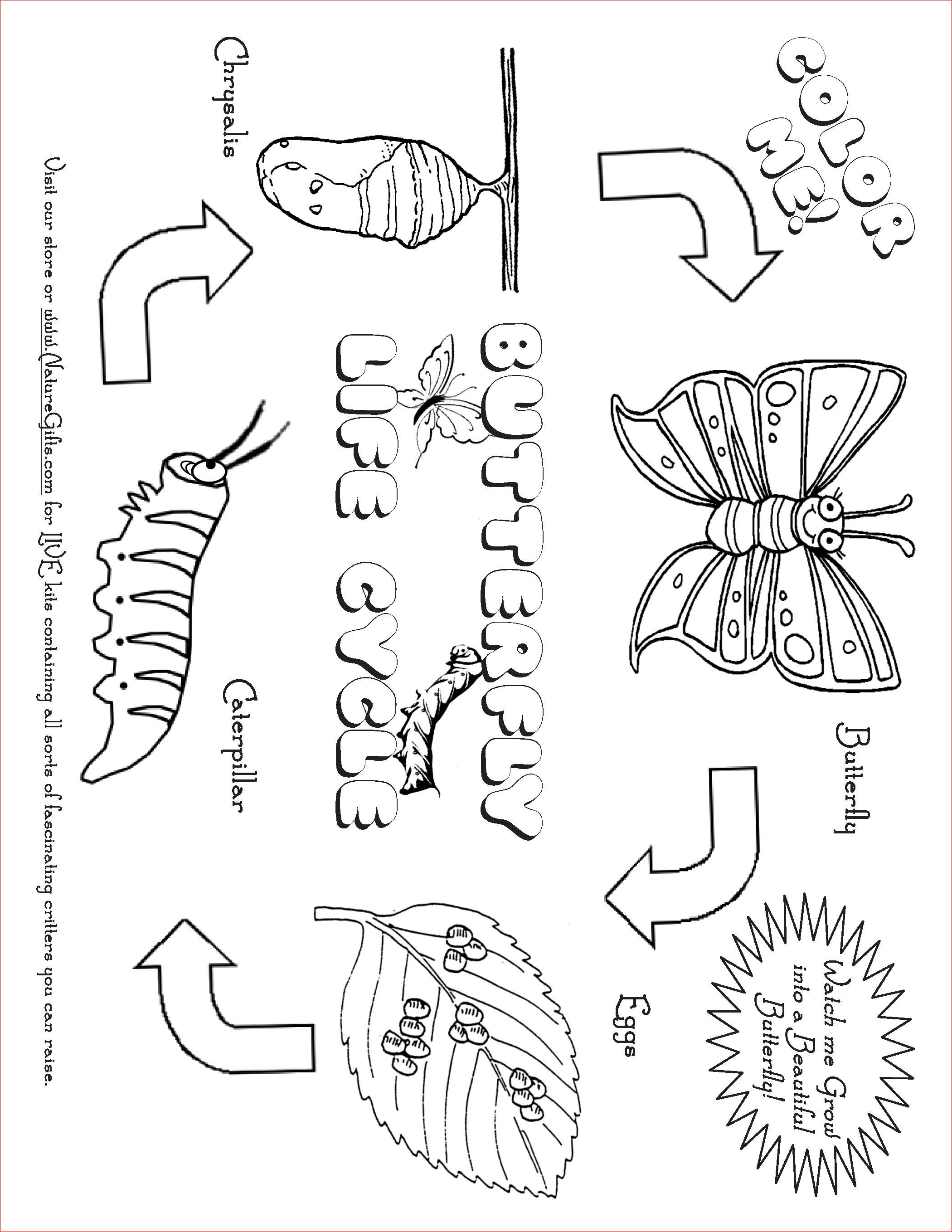 Butterfly Outline Coloring Page Free Butterfly Coloring Pages Butterfly Life Cycle
