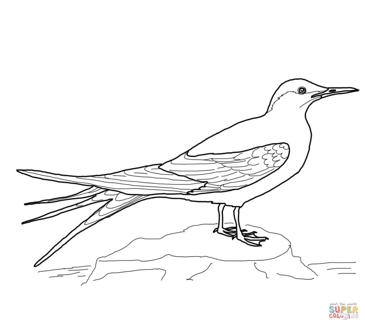 Carolina Wren Coloring Page Bird Coloring Pages Free Printable Realistic