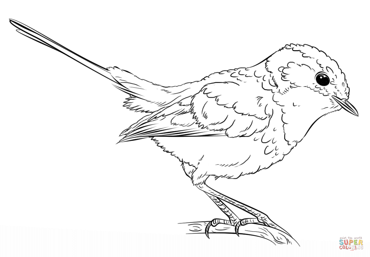 Carolina Wren Coloring Page Blue Wren Coloring Page Free Printable Coloring Pages