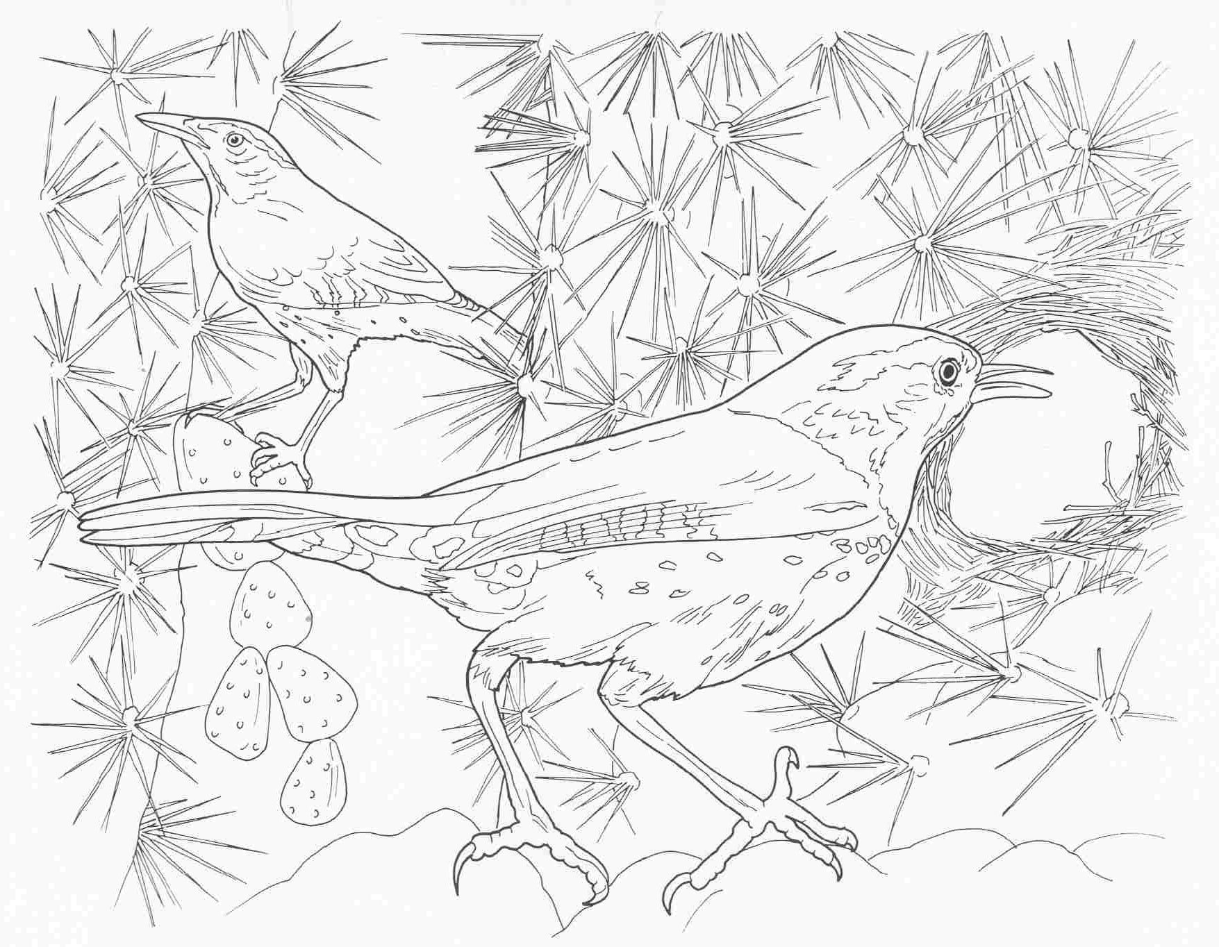 Carolina Wren Coloring Page Cactus Wren Coloring Page How Draw Cactus Wren 2 Coloring Pages