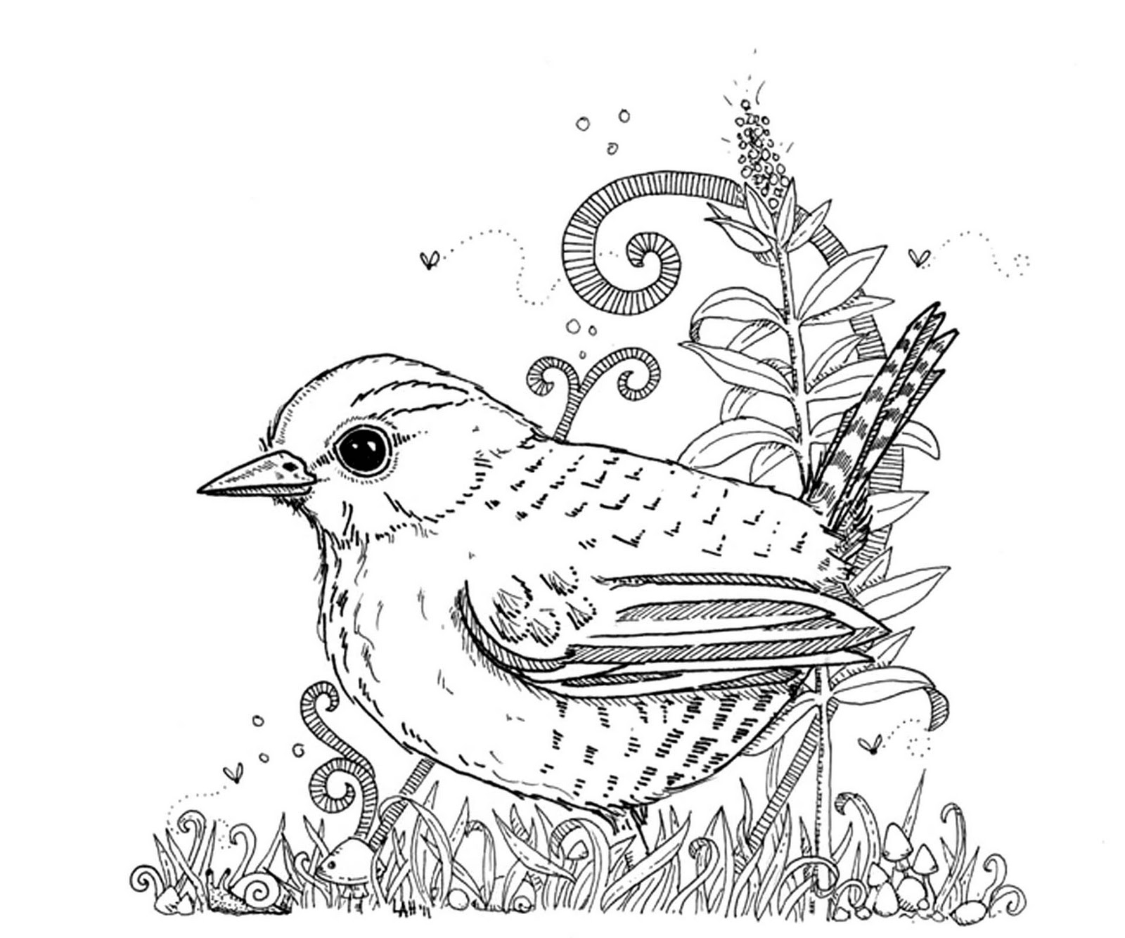 Carolina Wren Coloring Page House Wren Pictures Quality Pictures On Animal Picture Society