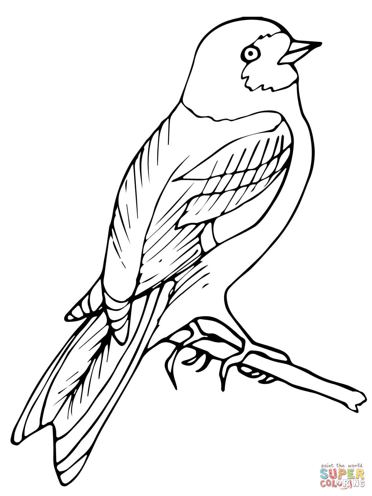 Carolina Wren Coloring Page Perched Wren Bird Coloring Page Free Printable Coloring Pages
