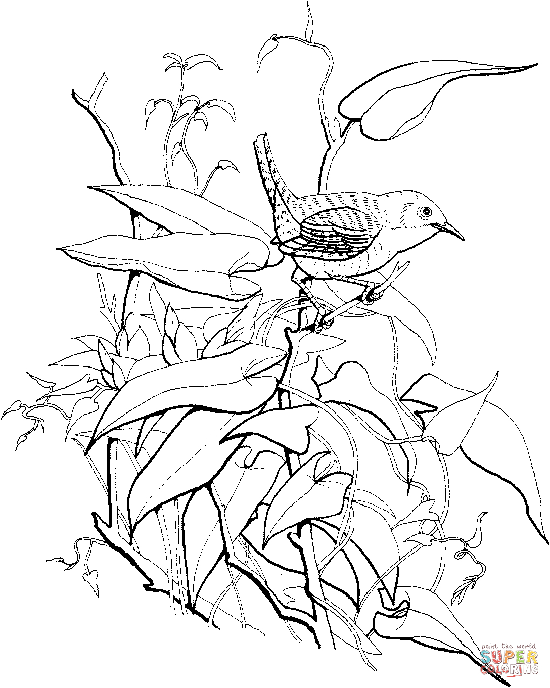Carolina Wren Coloring Page Wren Coloring Pages Free Coloring Pages