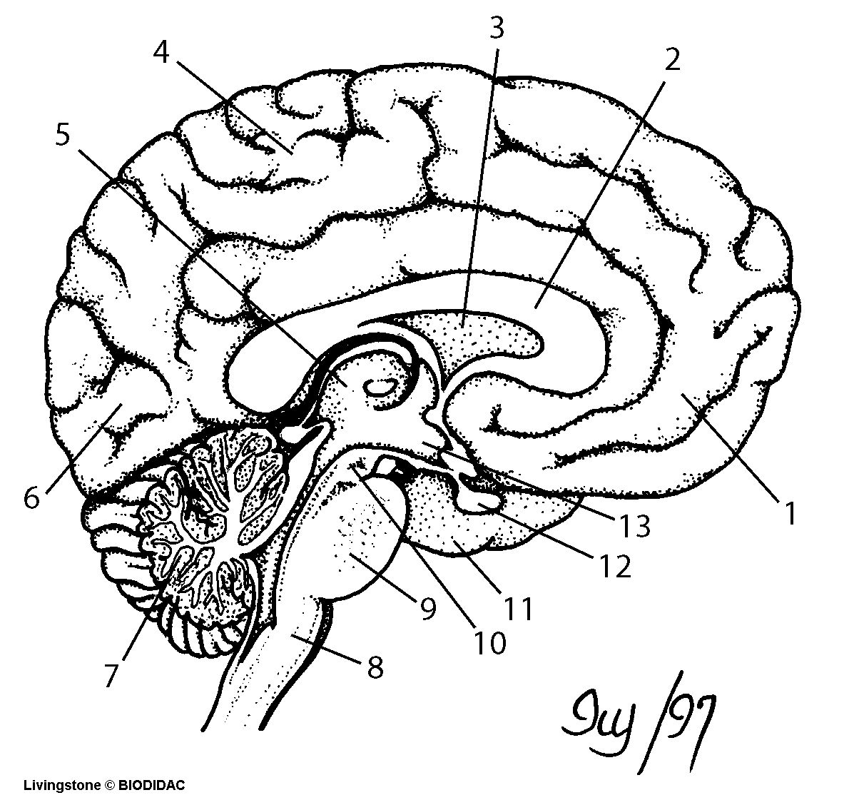 Central Nervous System Coloring Pages Brain Drawing With Labels Free Download Best Brain Drawing With