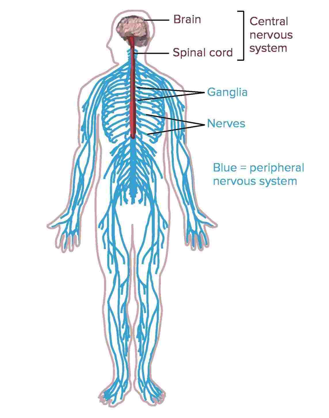 Central Nervous System Coloring Pages Central Nervous System Drawing At Paintingvalley Explore