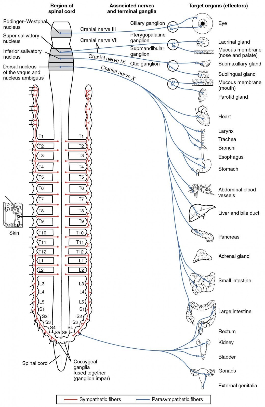 Central Nervous System Coloring Pages Elegant Central Nervous System Coloring Pages Lovespells