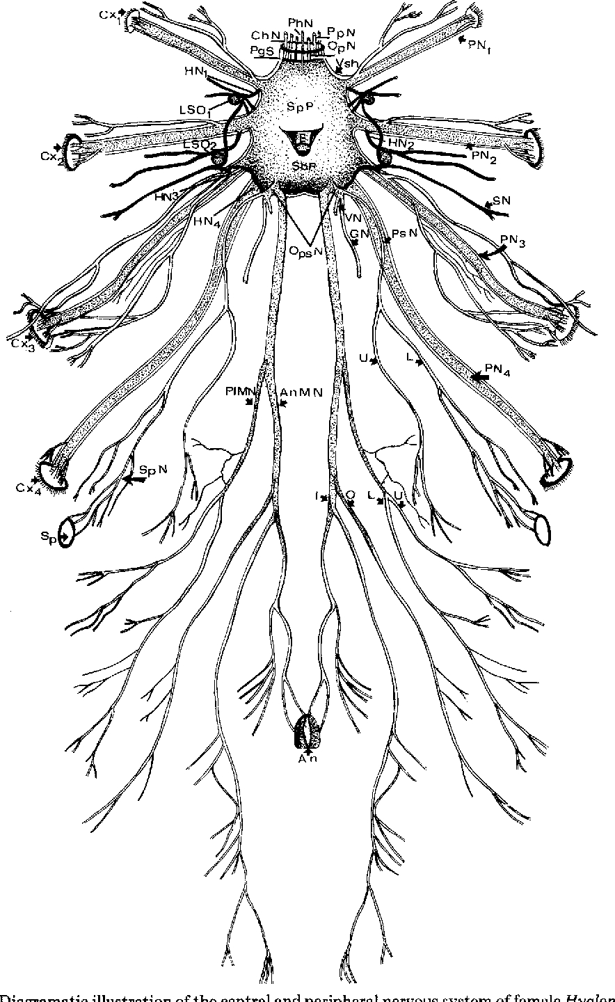 Central Nervous System Coloring Pages Figure 1 From Hyalomma Dromedarii Acari Ixodoidea Ixodidae