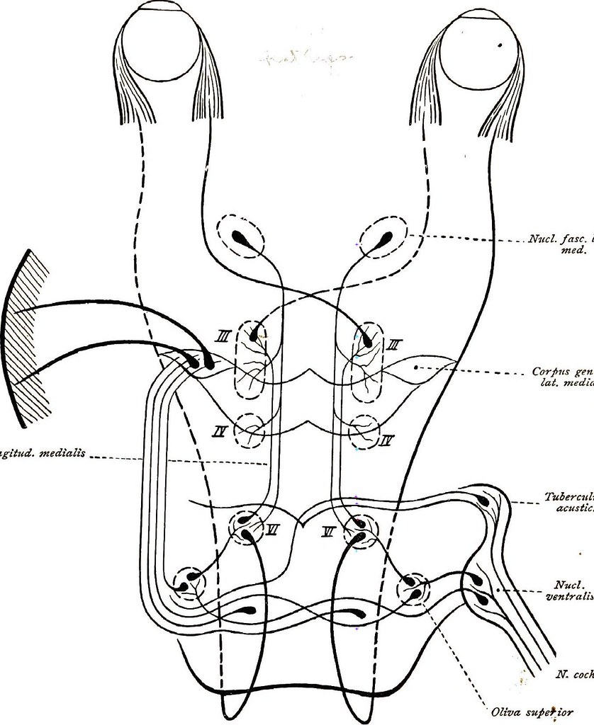 Central Nervous System Coloring Pages Image From Page 198 Of Brain And Spinal Cord A Manual Fo Flickr