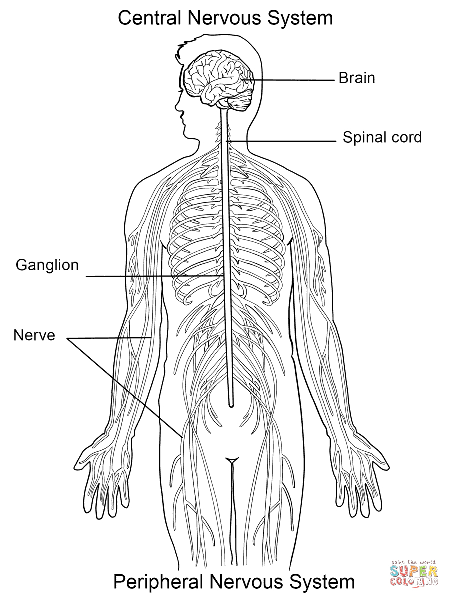 Central Nervous System Coloring Pages Nervous System Coloring Page Free Printable Coloring Pages