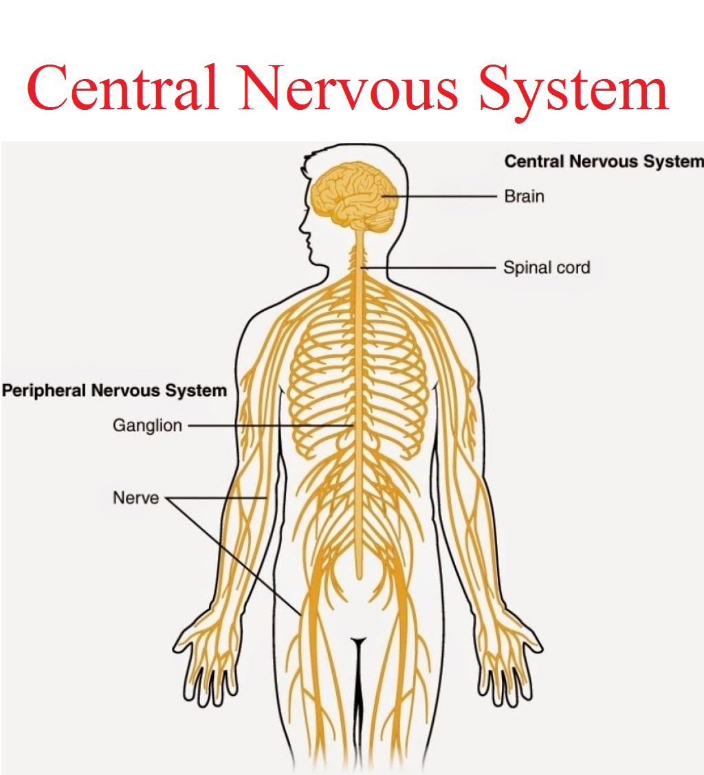 Central Nervous System Coloring Pages Nervous System Diagram Blank Wiring Diagram Structure