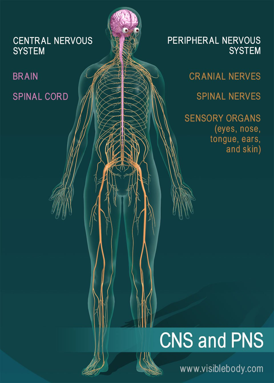 Central Nervous System Coloring Pages Nervous System Overview