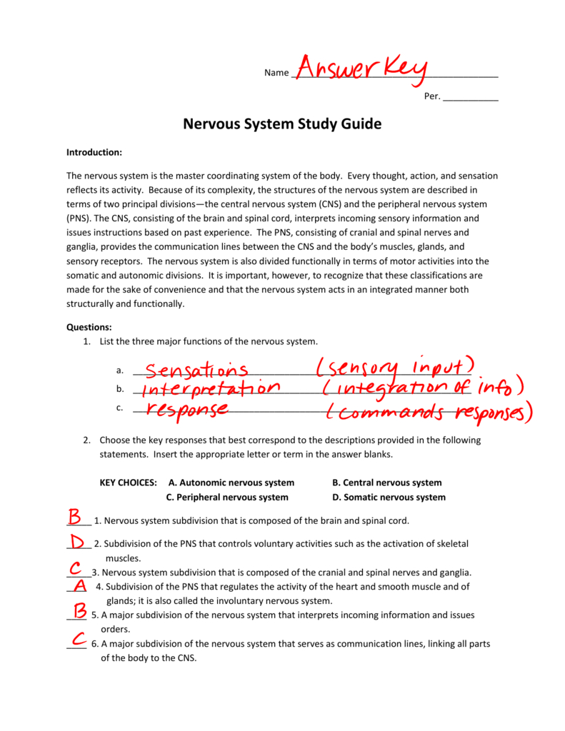 Central Nervous System Coloring Pages Nervous System Study Guide