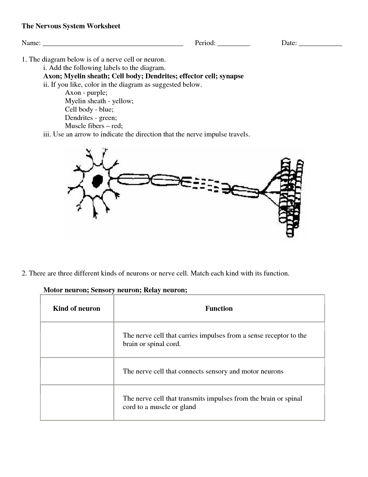 Central Nervous System Coloring Pages Nervous System Worksheet Middle School The Best Worksheets Image