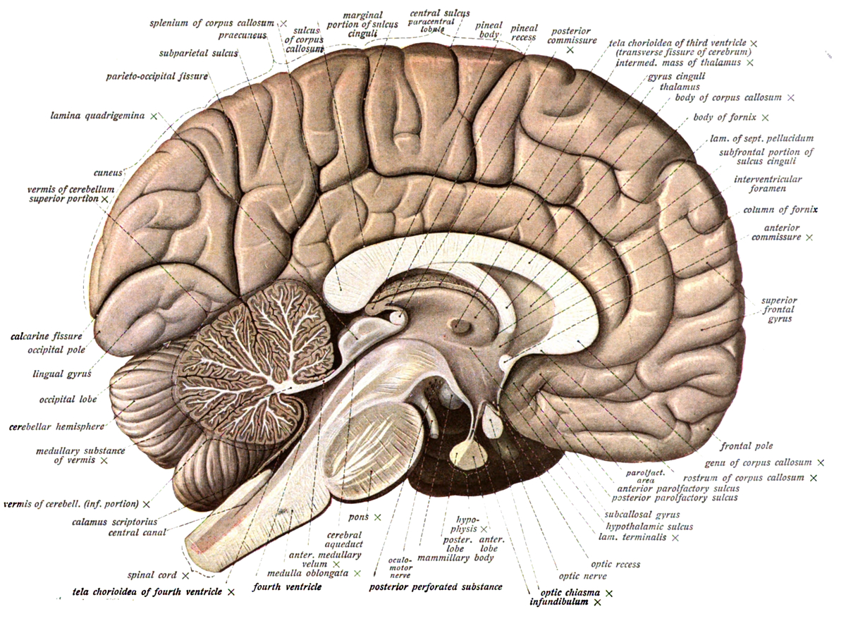 Central Nervous System Coloring Pages Neuroanatomy Wikipedia