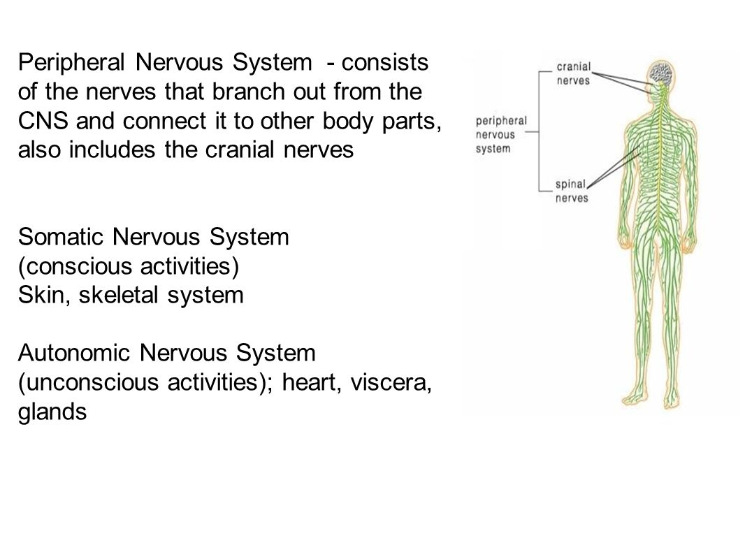 Central Nervous System Coloring Pages Peripheral Nervous System Ppt Video Online Download