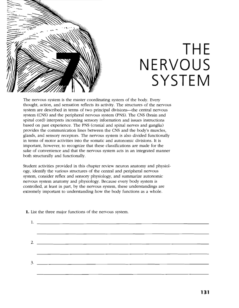 Central Nervous System Coloring Pages The Nervous System