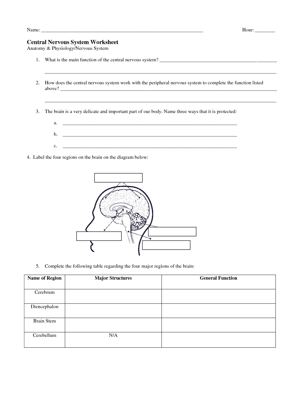 Central Nervous System Coloring Pages Worksheets On The Brain For Anatomy Justswimfl