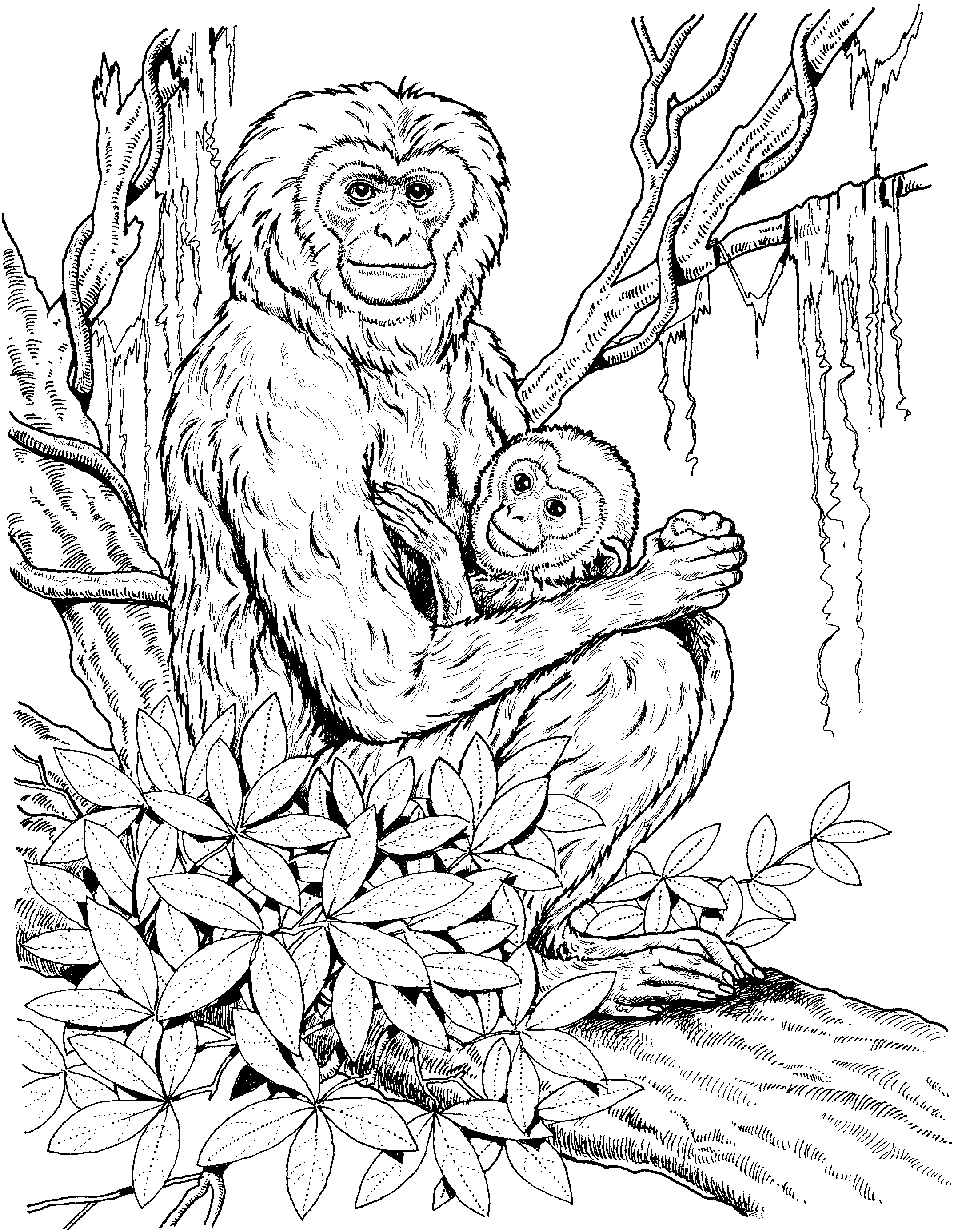 Chimpanzee Coloring Pages Chimpanzee 36 Animals Printable Coloring Pages