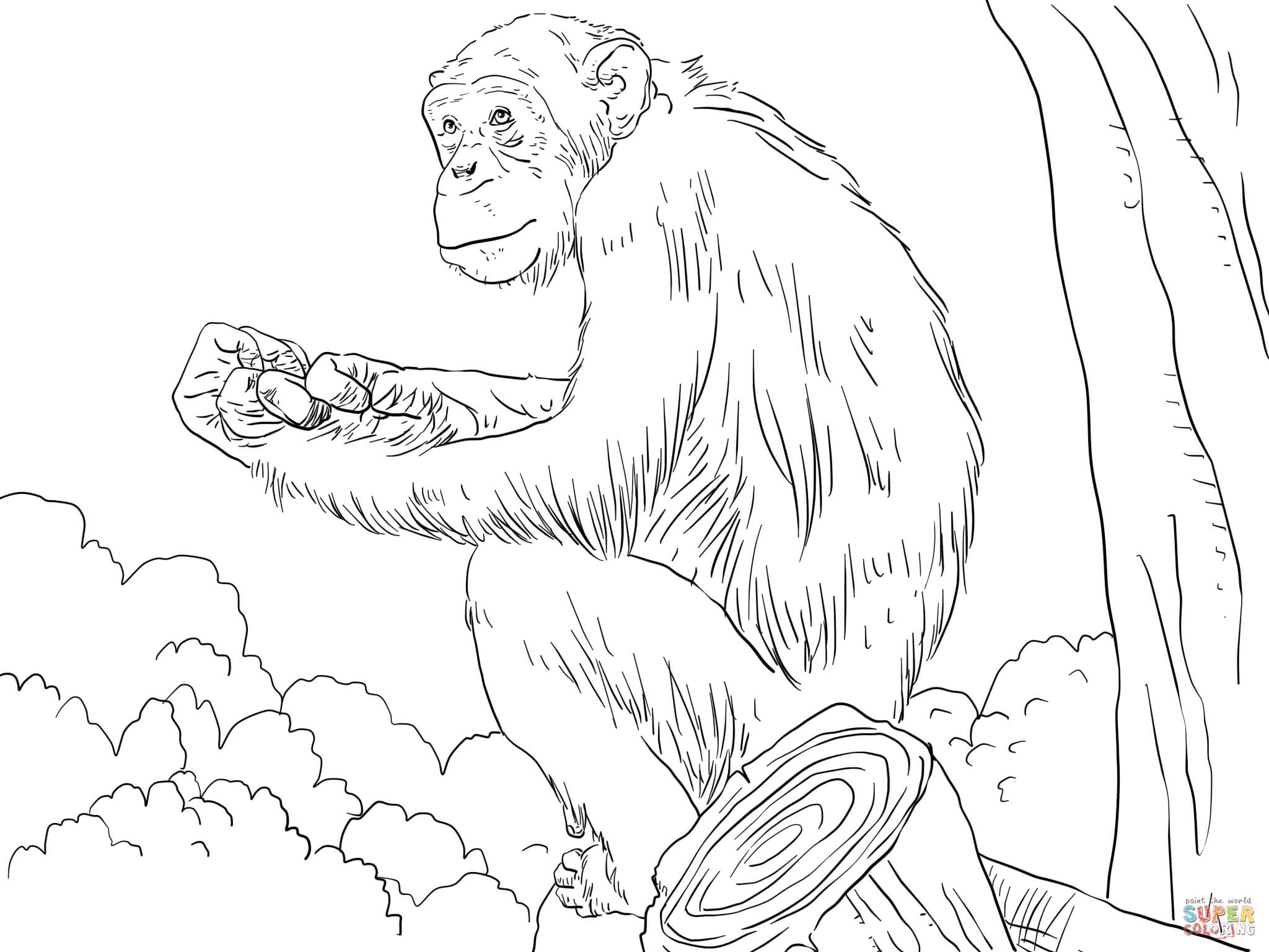 Chimpanzee Coloring Pages Chimpanzee Coloring Pages Free Coloring Pages