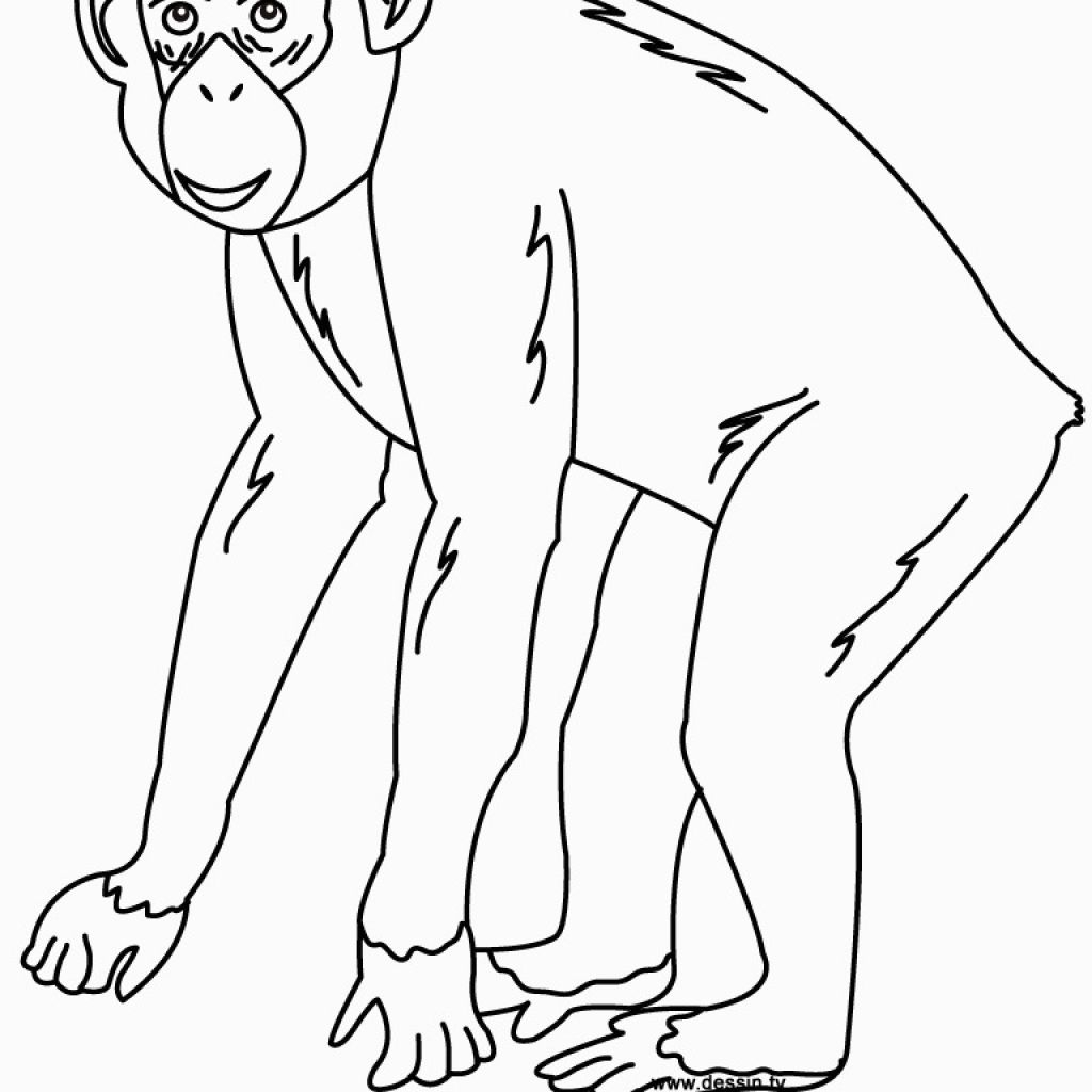 Chimpanzee Coloring Pages Coloring Chimpanzee For Chimpanzee Coloring Page Get Coloring Pages