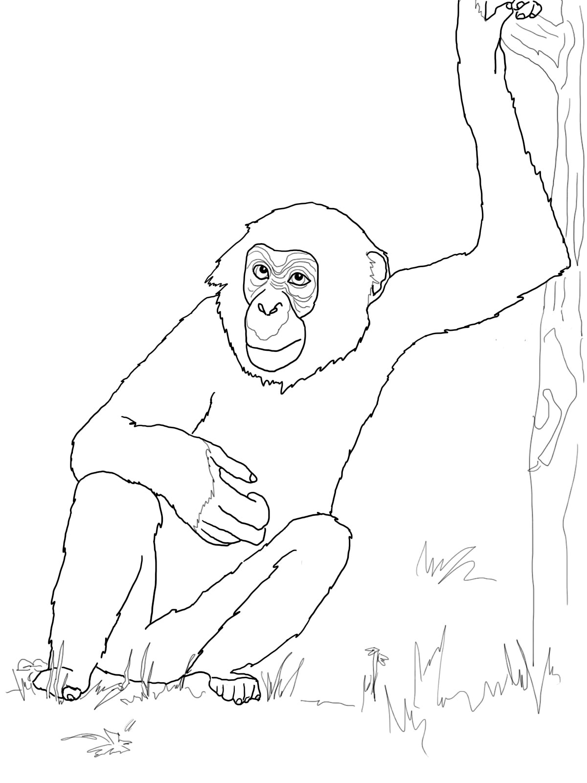 Chimpanzee Coloring Pages Free Printable Chimpanzee Coloring Pages For Kids