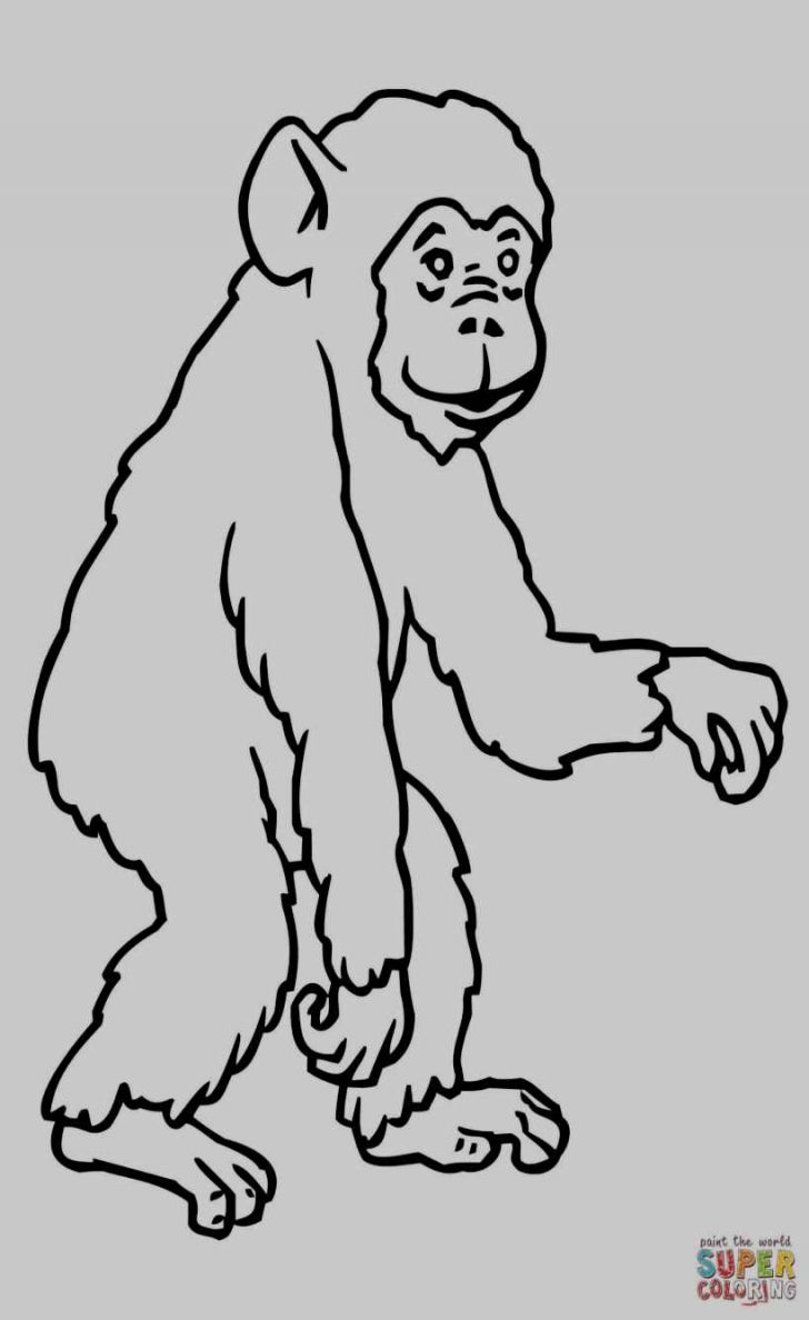 Chimpanzee Coloring Pages Kanta Page 314 Of 337 Coloring Pages Ideas