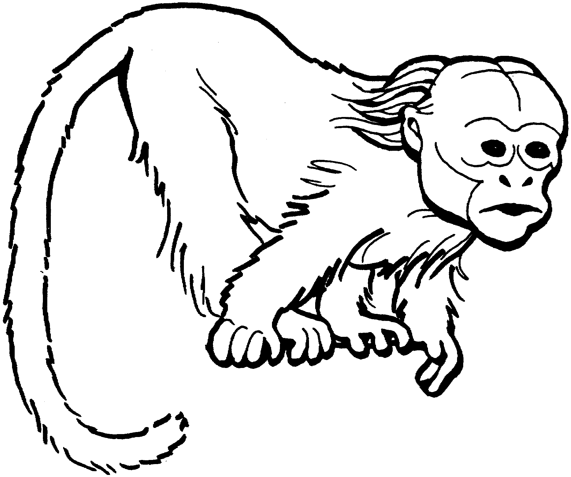 Chimpanzee Coloring Pages Plush Design Ideas Animal Coloring Pages Monkey Chimpanzee My Coloring